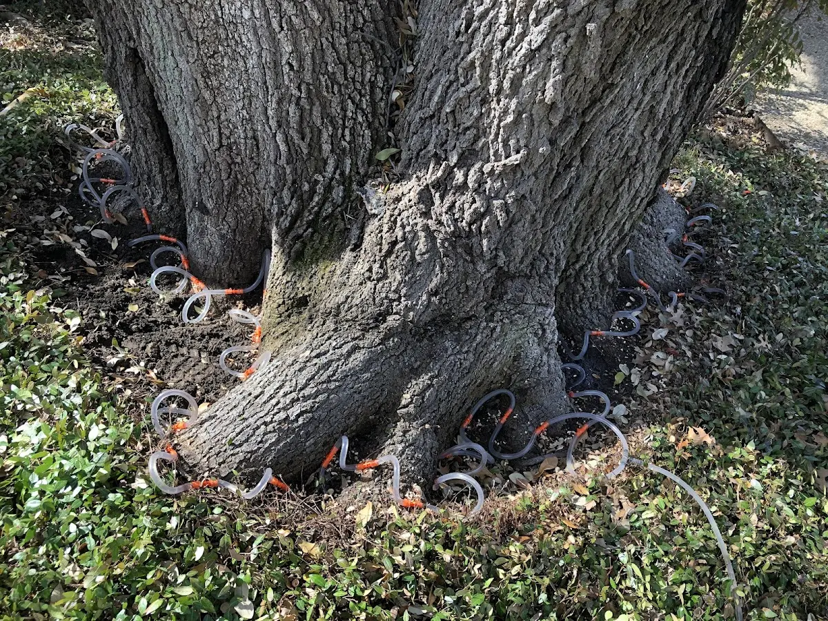 Detailed Tree Cabling and Bracing job site in Kennard