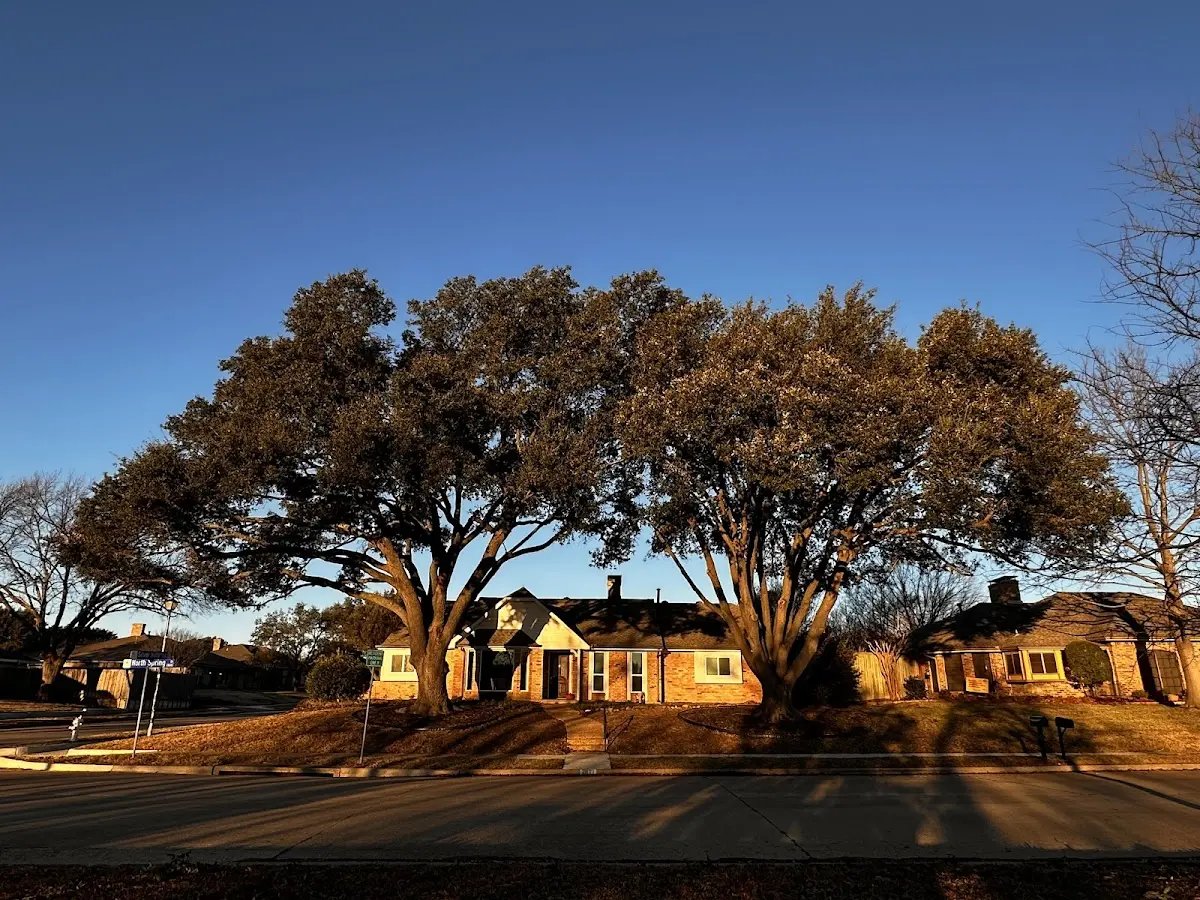 Established residential canopy tree shading a home in Kennard